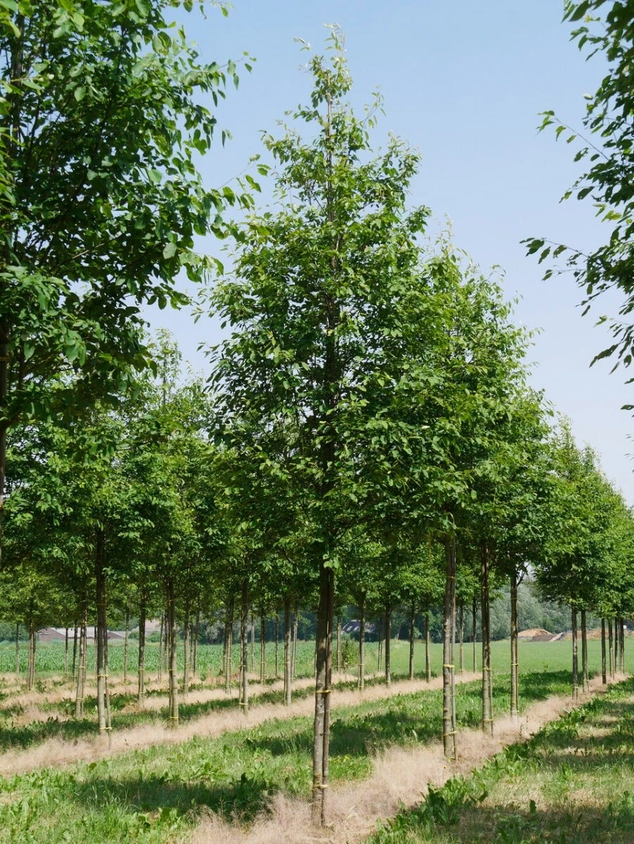 Krentenboom (Amelanchier Arborea 'Robin Hill') 2 Krentenboom (Amelanchier Arborea 'Robin Hill') - Afbeelding 2