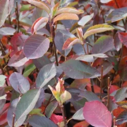 Krentenboom (Amelanchier Laevis 'Ballerina') 6 Krentenboom (Amelanchier Laevis 'Ballerina') -Groen Ziel Verkoop amelanchier ballerina 1