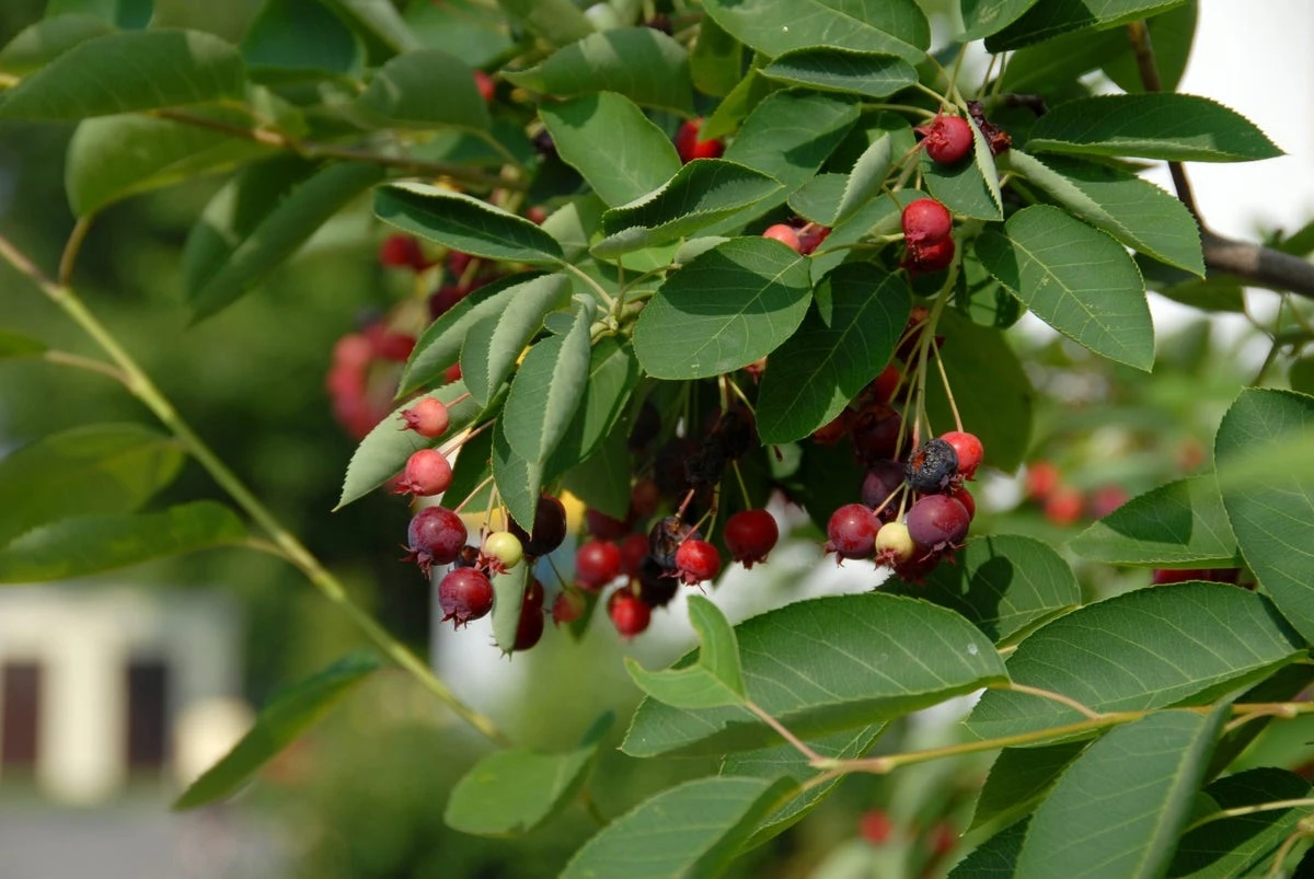 Krent Als Boom (Amelanchier Lamarckii) 2 Krent Als Boom (Amelanchier Lamarckii) - Afbeelding 2