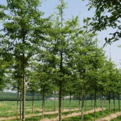 Krent Als Boom (Amelanchier Lamarckii) 8 Krent Als Boom (Amelanchier Lamarckii) -Groen Ziel Verkoop amelanchier lamarckii s 18 20 1