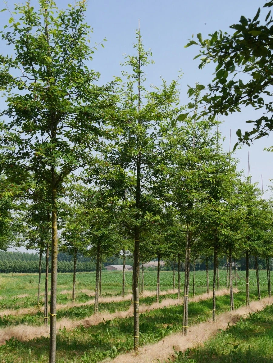 Krent Als Boom (Amelanchier Lamarckii) 4 Krent Als Boom (Amelanchier Lamarckii) - Afbeelding 4