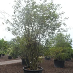 Krentenboom Als Struik (Amelanchier Lamarckii) 15 Krentenboom Als Struik (Amelanchier Lamarckii) -Groen Ziel Verkoop amelanchier lamarckii 400 500 c750