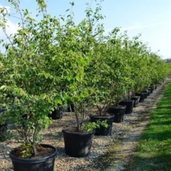 Meerstammige Krentenboom (Amelanchier Lamarckii) -Groen Ziel Verkoop amelanchierlammarckii01 2