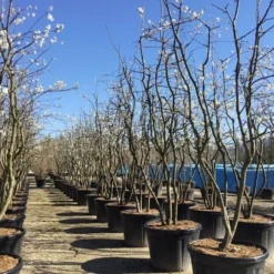 Groen Ziel Verkoop -Groen Ziel Verkoop amelanchierlammarckii03