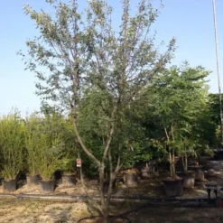 Meerstammige Krentenboom (Amelanchier Lamarckii) -Groen Ziel Verkoop amelanchierlammarckii04