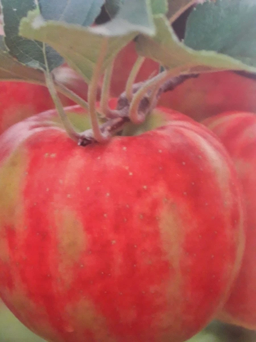 Lei-Appel (Malus Domestica 'Karneval') 1 Lei-Appel (Malus Domestica 'Karneval')