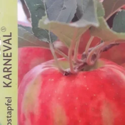 Appelboom (Malus Domestica 'Karneval')