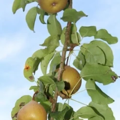 Appelboom (Malus Domestica ) 14 Appelboom (Malus Domestica ) -Groen Ziel Verkoop appelboom