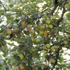 Appelboom (Malus Domestica ) -Groen Ziel Verkoop appelboom 1 1