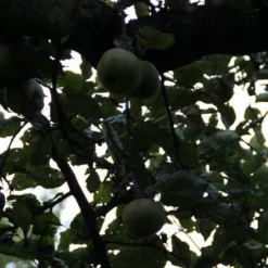 Appelboom (Malus Domestica ) -Groen Ziel Verkoop appelboom 2 1