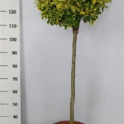 Kardinaalshoed Op Stam (Euonymus Japonicus 'Aureus') -Groen Ziel Verkoop bc88a2ba3e99a73a1f95554f396bcc6d