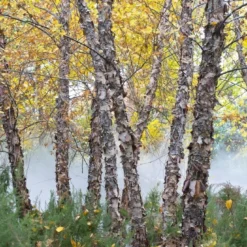 Zwarte Berk (Betula Nigra) -Groen Ziel Verkoop betula nigra01 1