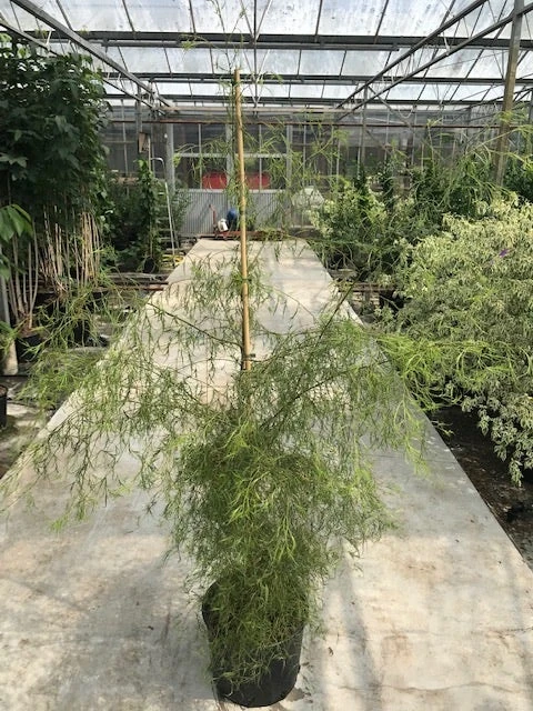 Berk (Betula Pendula 'Karaca') 2 Berk (Betula Pendula 'Karaca') - Afbeelding 2