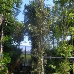 Zuilberk (Betula Pendula 'Fastigiata') -Groen Ziel Verkoop betula pendula fastigiata 400 500 1