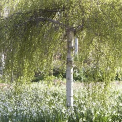 Treurberk (Betula Pendula 'Tristis') -Groen Ziel Verkoop betula pendula tristis01 2
