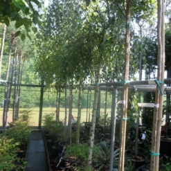 Prieelberk (Betula Pendula 'Youngii') -Groen Ziel Verkoop betula pendula youngii 14 16ho cont 1