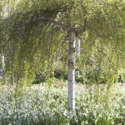 Berk Als Dakboom (Betula Pendula)