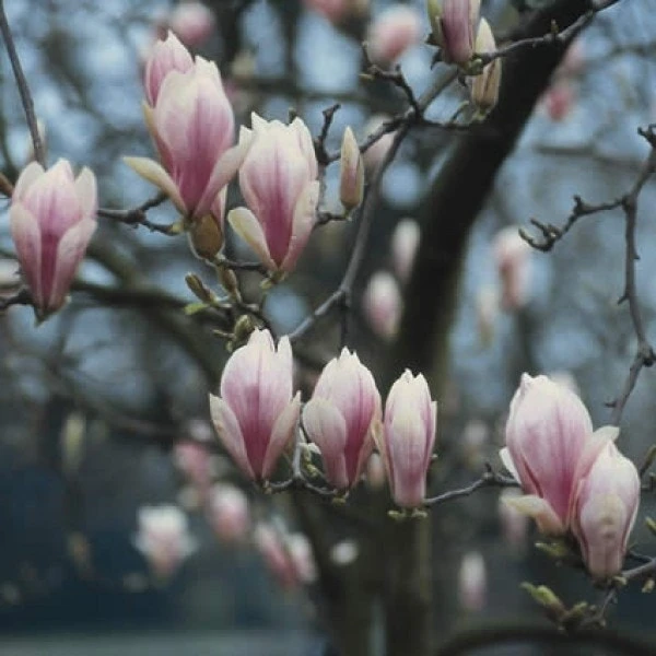 Beverboom (Magnolia Soulangeana Als Boom) 1 Beverboom (Magnolia Soulangeana Als Boom)