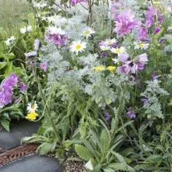 Borderpakket Zandgrond