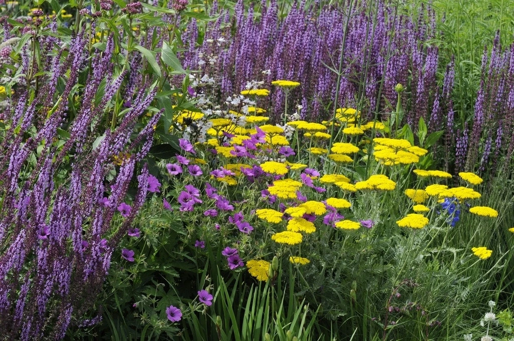 Borderpakket Vrolijk Geel-Paars 1 Borderpakket Vrolijk Geel-Paars