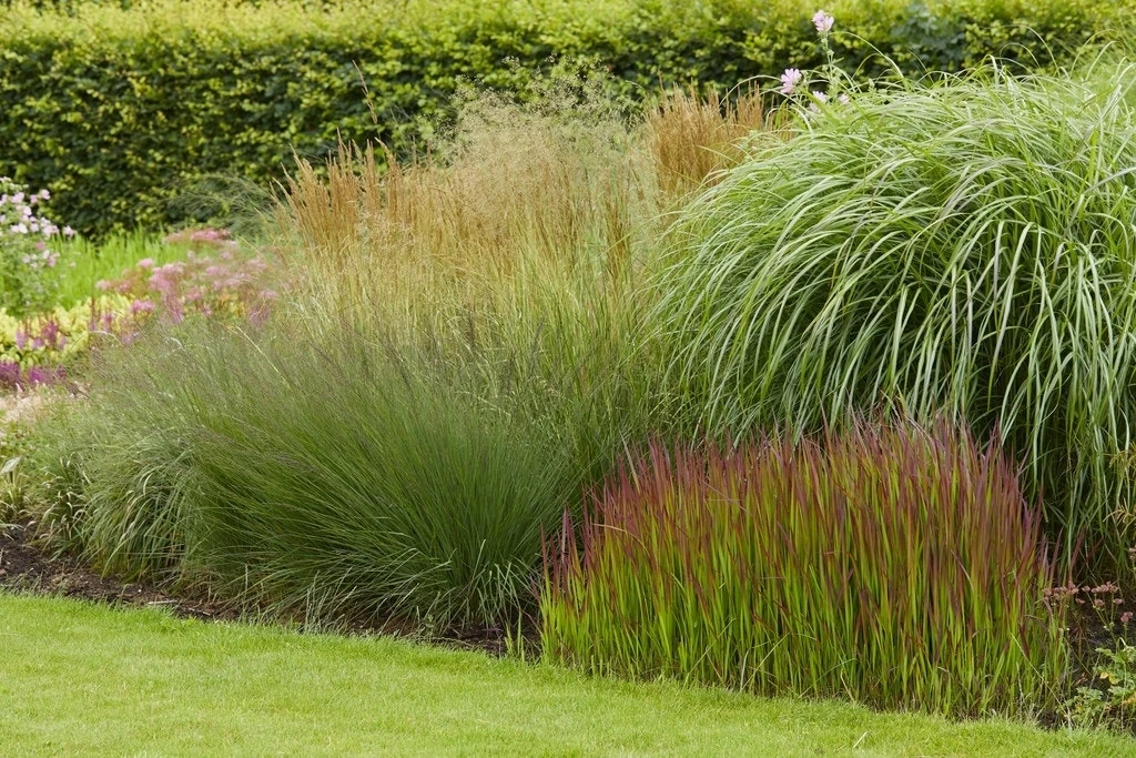 Borderpakket Mooiste Siergrassen 1 Borderpakket Mooiste Siergrassen