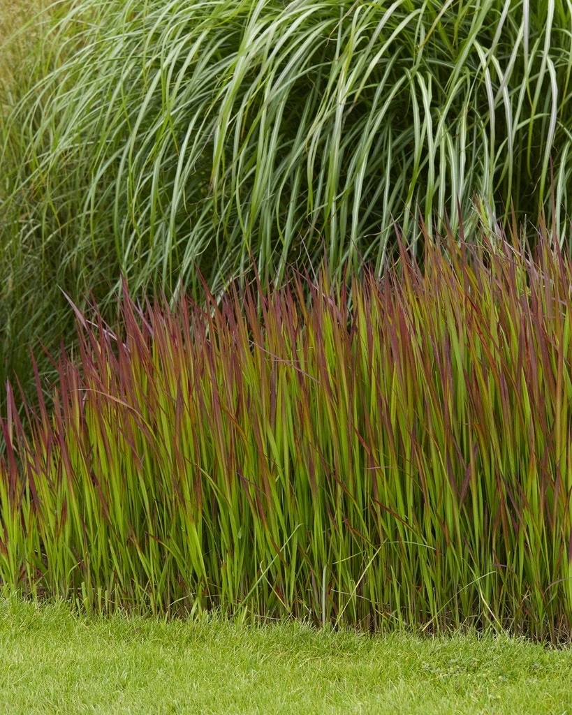 Borderpakket Mooiste Siergrassen 2 Borderpakket Mooiste Siergrassen - Afbeelding 2
