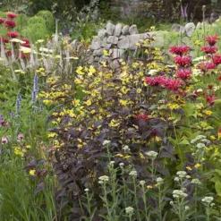 Borderpakket Rood En Geel (6 M²)