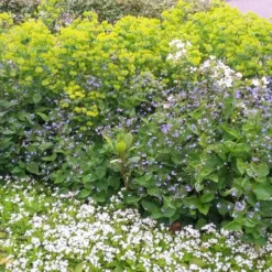 Borderpakket Schaduw In Blauw En Wit (3 M²) -Groen Ziel Verkoop borderpakket schaduw