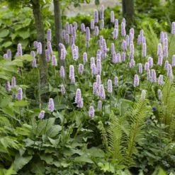 Borderpakket Schaduwtuin