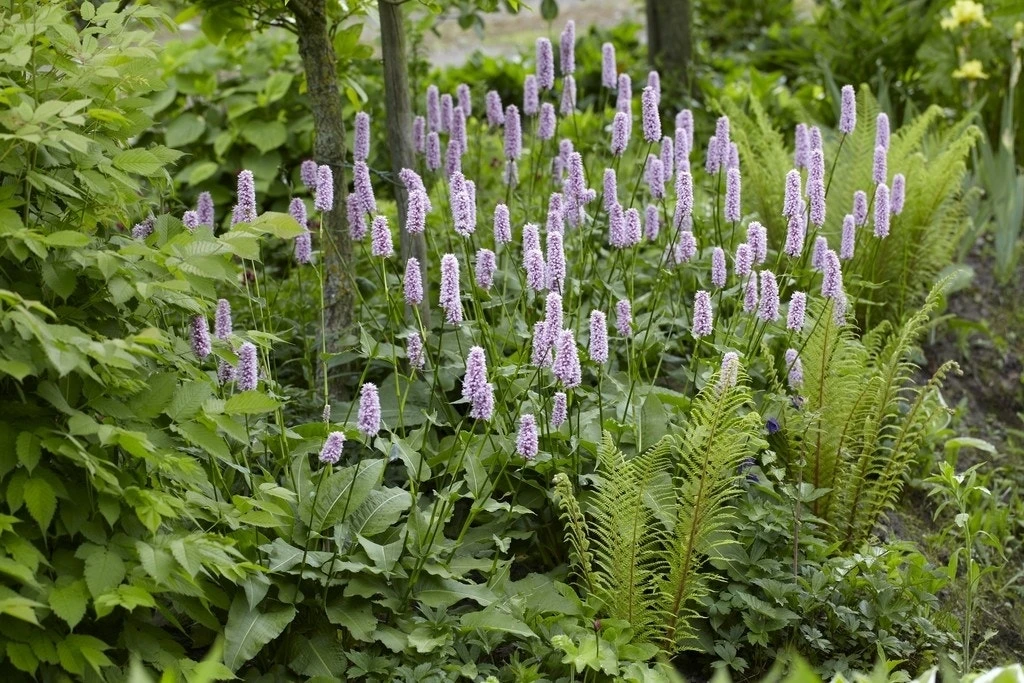 Borderpakket Schaduwtuin 1 Borderpakket Schaduwtuin