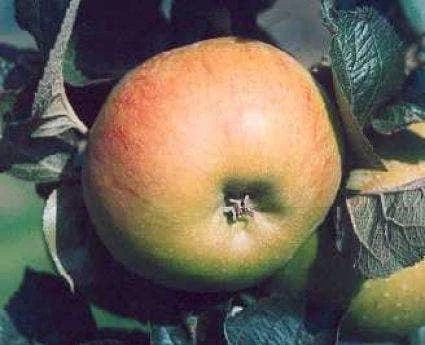 Lei-appel (Malus Domestica 'Bramley Seedling') 1 Lei-appel (Malus Domestica 'Bramley Seedling')