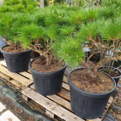 Meerstammige Japanse Pijnboom (Pinus Parviflora 'Brevifolia') -Groen Ziel Verkoop brevifolia 2