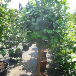 Camelia Op Stam (Camellia Japonica) -Groen Ziel Verkoop camellia japonica halfstam c35 50