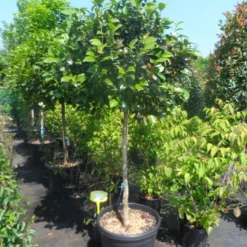 Camelia Op Stam (Camellia Japonica) -Groen Ziel Verkoop camellia japonica halfstam c70 extra 1