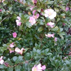 Camelia Als Boom (Camellia Sasanqua) 5 Camelia Als Boom (Camellia Sasanqua) -Groen Ziel Verkoop camellia sasangua 2 1