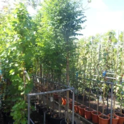 Trompetbloem, Halfstam (Campsis Tagliabuana 'Mme Galen') 9 Trompetbloem, Halfstam (Campsis Tagliabuana 'Mme Galen') -Groen Ziel Verkoop campsis tagliabuana madame galen 200 250 c20