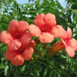 Trompetbloem Als Boom (Campsis Tagliabuana 'Mme Galen')