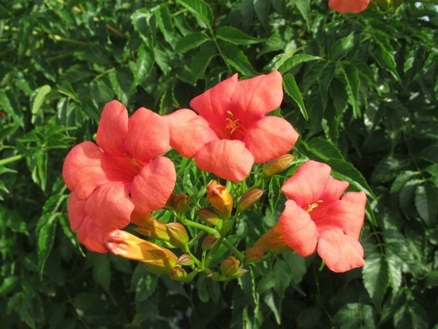 Trompetbloem, Halfstam (Campsis Tagliabuana 'Mme Galen') 1 Trompetbloem, Halfstam (Campsis Tagliabuana 'Mme Galen')