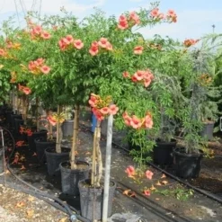 Trompetbloem, Halfstam (Campsis Tagliabuana 'Mme Galen') 11 Trompetbloem, Halfstam (Campsis Tagliabuana 'Mme Galen') -Groen Ziel Verkoop campsis tagliabuana mme galen halfstam