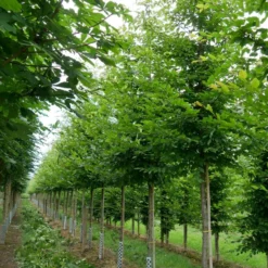 Grote Haagbeuk (Carpinus Betulus)