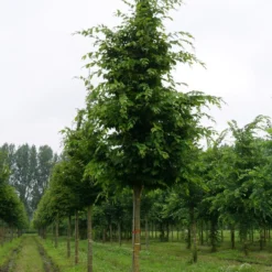 Haagbeuk Als Boom (Carpinus Betulus) -Groen Ziel Verkoop carpinus betulus s 25 30 1 1