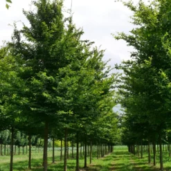 Grote Haagbeuk (Carpinus Betulus) 9 Grote Haagbeuk (Carpinus Betulus) -Groen Ziel Verkoop carpinus betulus s 30 35