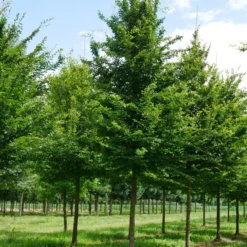 Grote Haagbeuk (Carpinus Betulus) 10 Grote Haagbeuk (Carpinus Betulus) -Groen Ziel Verkoop carpinus betulus s 35 40