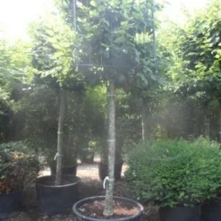 Haagbeuk In Kubusvorm (Carpinus Betulus) -Groen Ziel Verkoop carpinus betulus 25 30ho c240 kubus 1