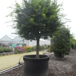 Haagbeuk Als Bolboom (Carpinus Betulus) 7 Haagbeuk Als Bolboom (Carpinus Betulus) -Groen Ziel Verkoop carpinus betulus 40 45ha c1000 bol