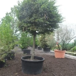 Haagbeuk Als Bolboom (Carpinus Betulus) 8 Haagbeuk Als Bolboom (Carpinus Betulus) -Groen Ziel Verkoop carpinus betulus 40 45ho c1000 bol 1