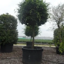 Haagbeuk Als Bolboom (Carpinus Betulus) 9 Haagbeuk Als Bolboom (Carpinus Betulus) -Groen Ziel Verkoop carpinus betulus 40 45ho c1000 bol 2 1