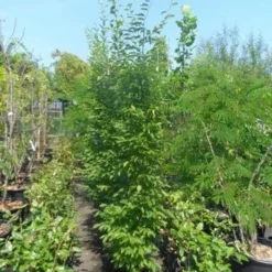 Zuilhaagbeuk (Carpinus Betulus 'Frans Fontaine') 12 Zuilhaagbeuk (Carpinus Betulus 'Frans Fontaine') -Groen Ziel Verkoop carpinus betulus fastigiata 175 200 250 c25 1