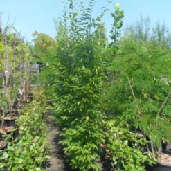 Haagbeuk Als Boom (Carpinus Betulus 'Fastigiata') -Groen Ziel Verkoop carpinus betulus fastigiata 175 200 250 c25 2