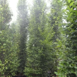 Haagbeuk Als Boom (Carpinus Betulus 'Fastigiata') -Groen Ziel Verkoop carpinus betulus fastigiata 300 350 c70 2